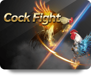 cock fight